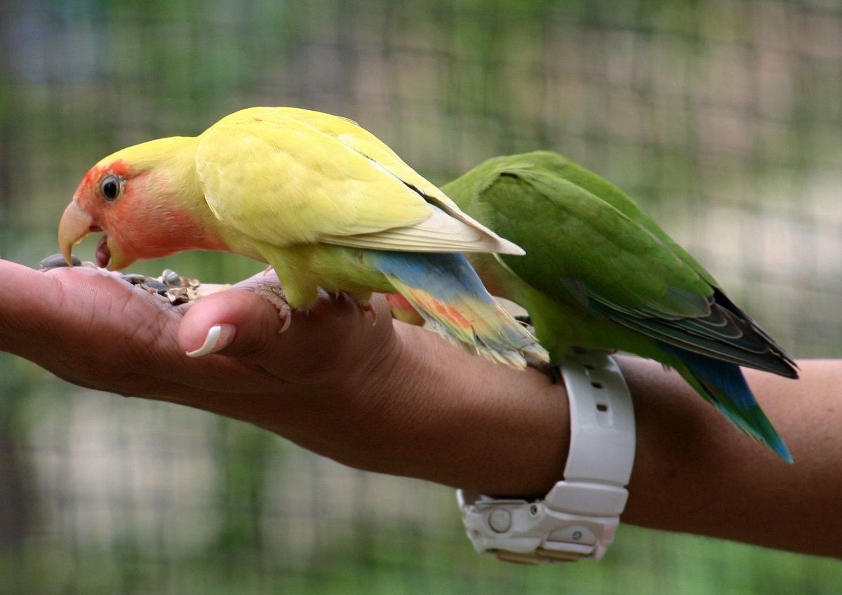 Lovebirds eating from human hand.
