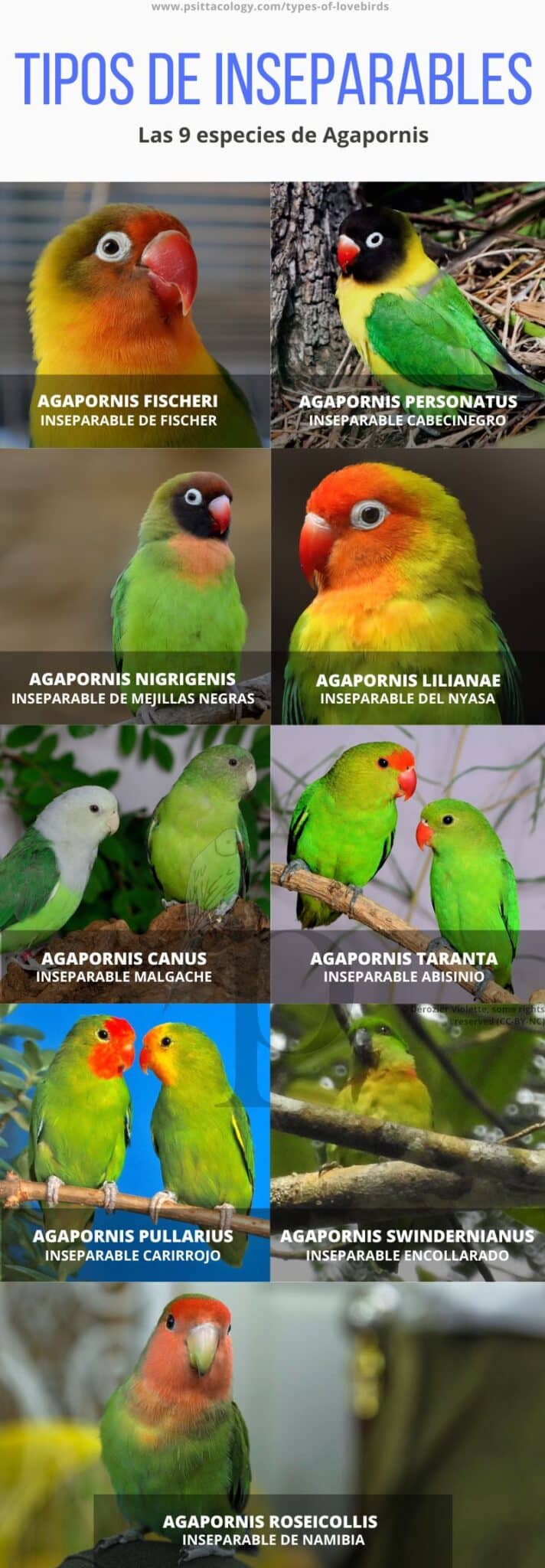 Fotos de 9 tipos de loros inseparables (Agapornis)