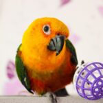 Sun conure parrot playing with a ball, looking into the camera