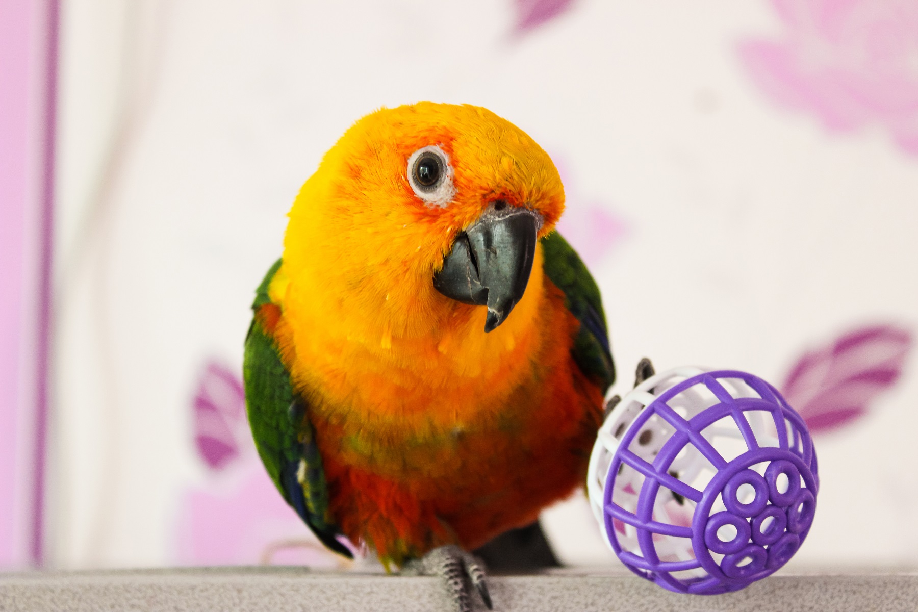 7 Types of Conure Toys Your Bird Will Love Psittacology