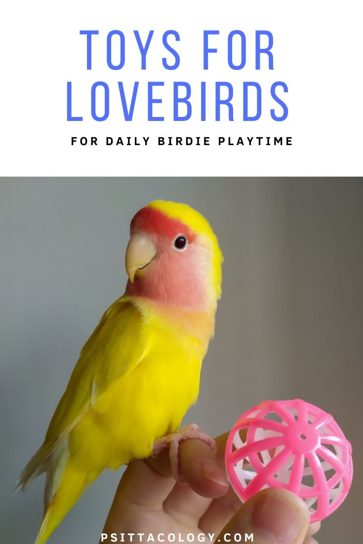 Lovebird sat on person's hand holding a pink plastic ball.