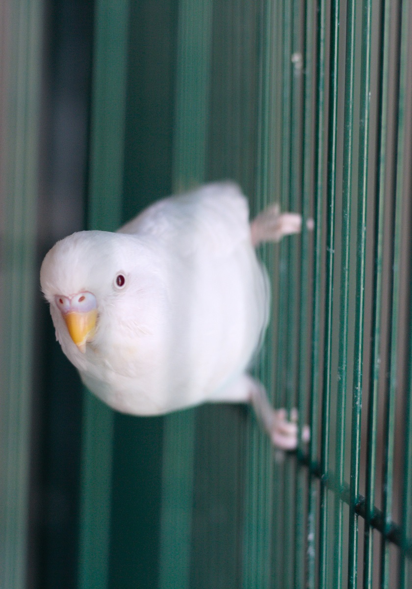 White albino budgie clinging to the bars of its cage.