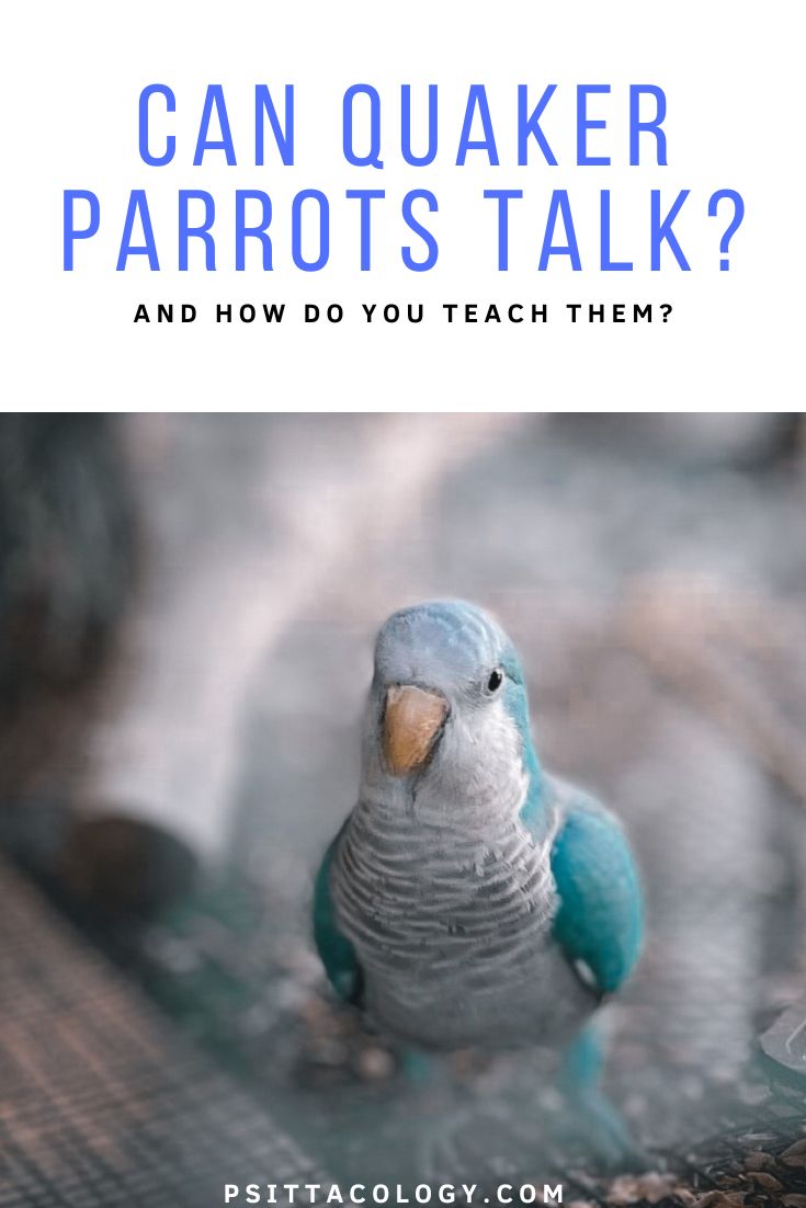 Blue monk parakeet or quaker parrot. | Can quaker parrots talk?