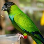 Nanday conure perched on a cup and eating from it.