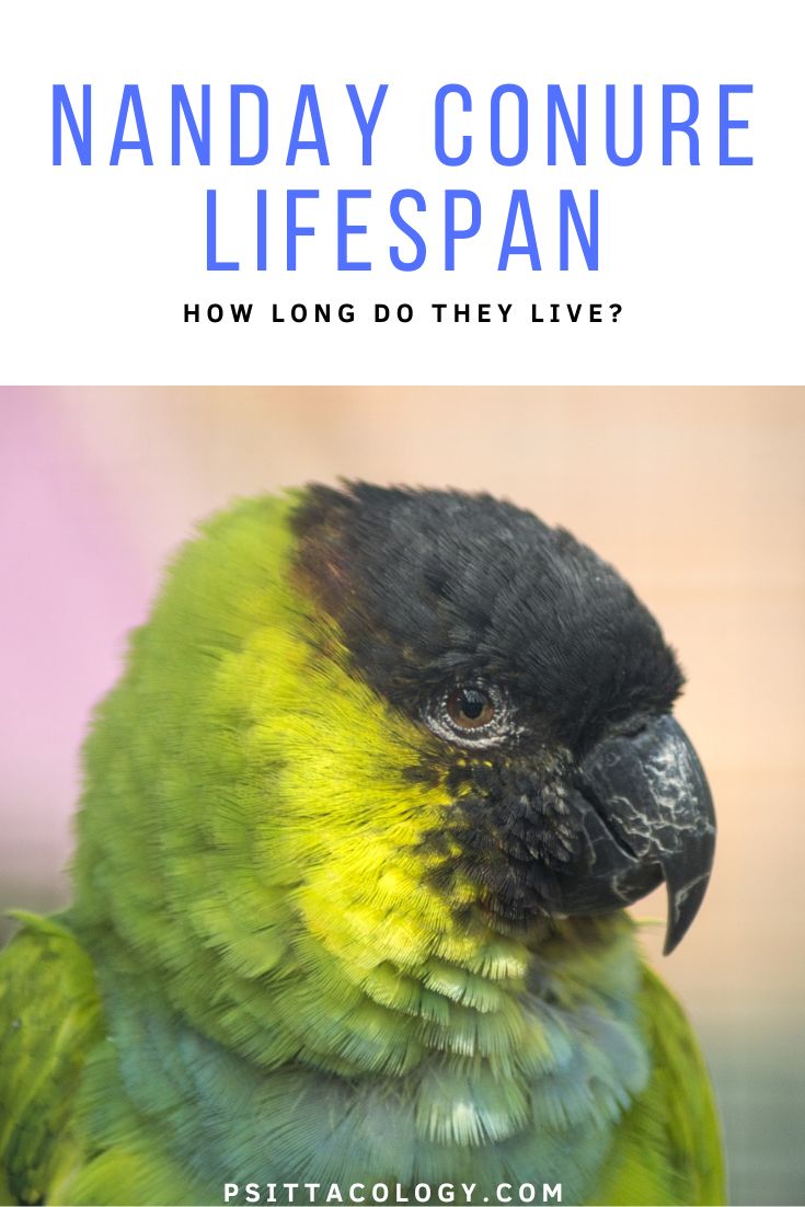 Headshot of nanday conure parrot.