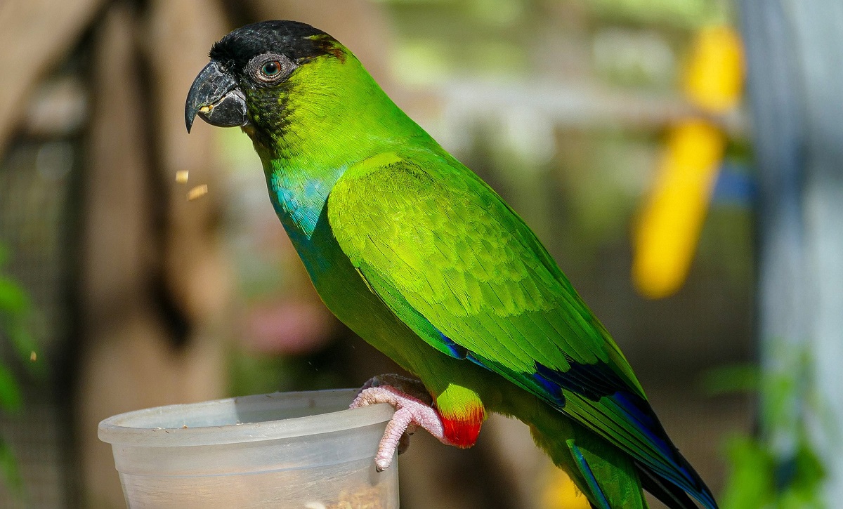 Nanday conure perched on a cup and eating from it.