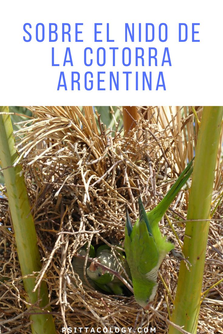 Cotorras argentinas construyendo su nido en una palmera.