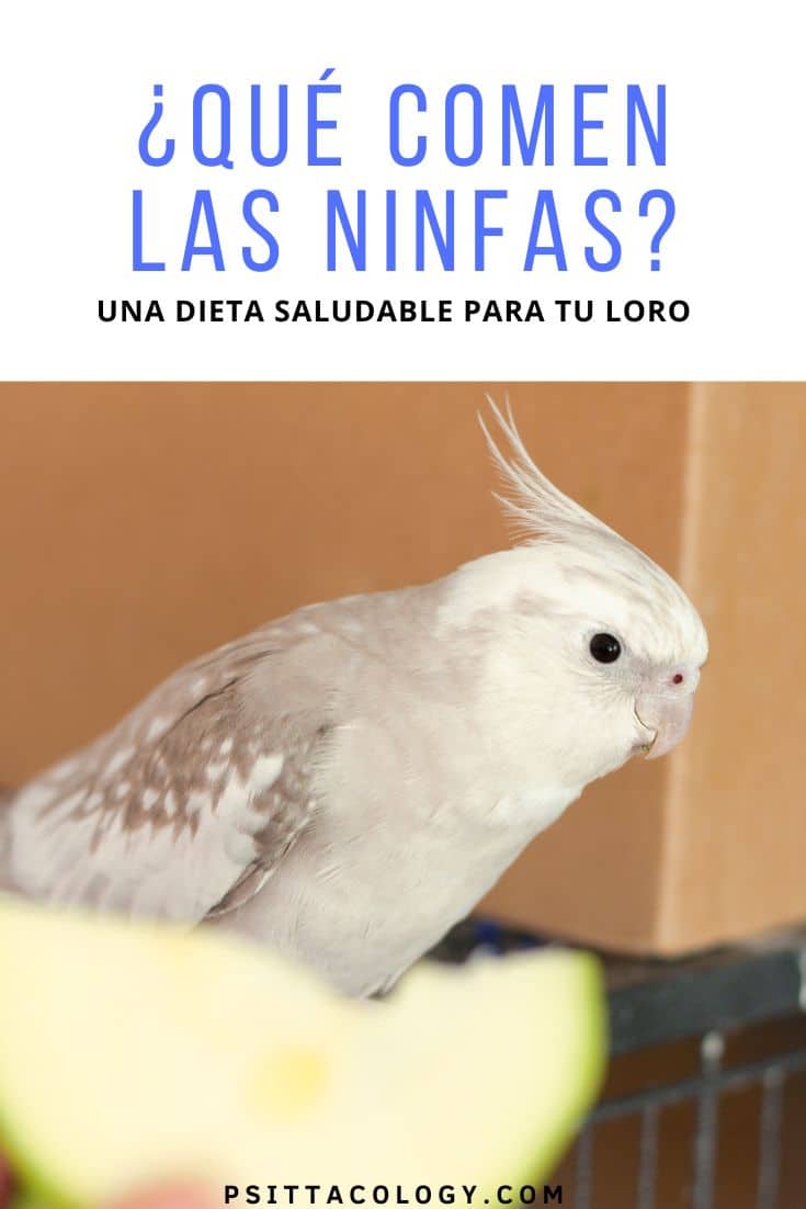 Cacatúa ninfa blanca mirando un trozo de manzana.