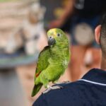 Amazon parrot sitting on person's shoulder