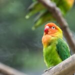 Lilian's lovebird perched on a tree branch.