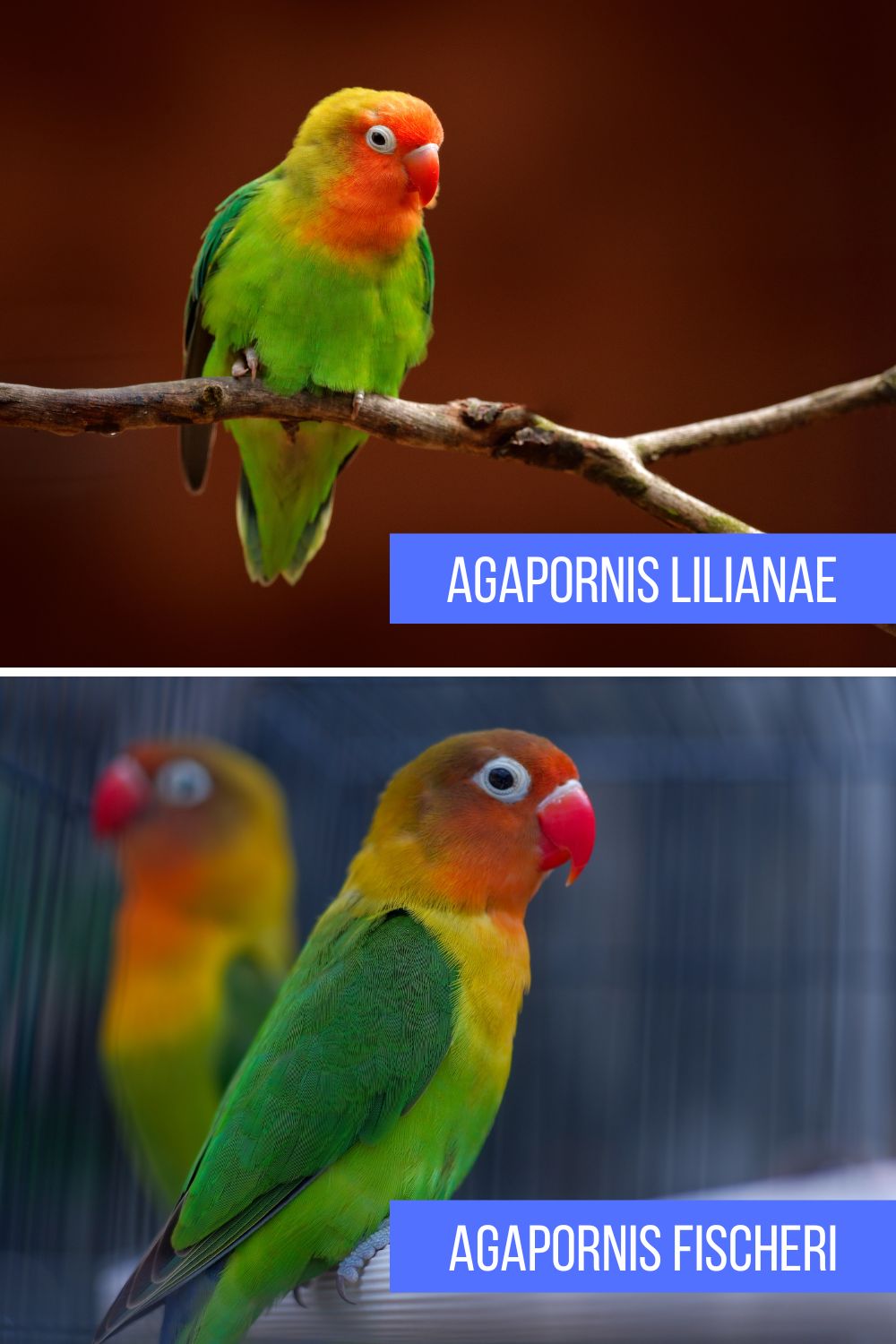 Split image comparing Lilian's lovebird (Agapornis lilianae, top) and Fischer's lovebird (Agapornis fischeri, bottom). 