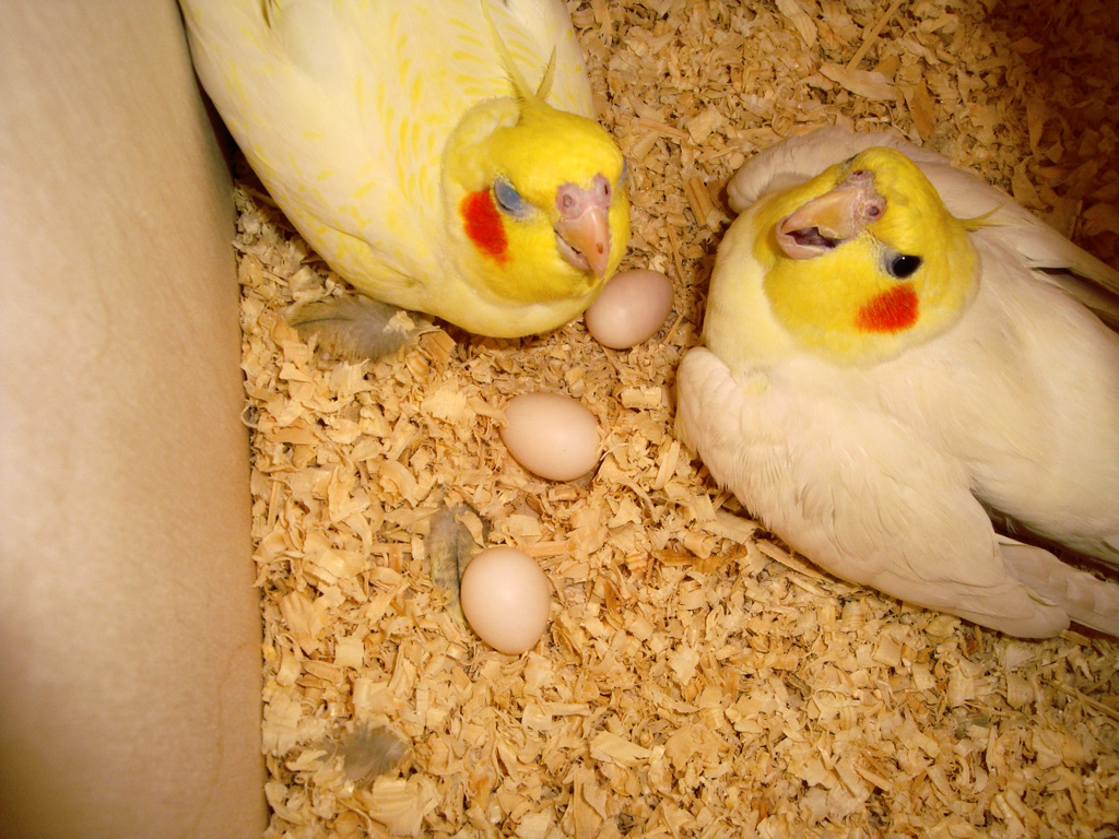 Dos ninfas lutinas sentadas en una caja nido con huevos.