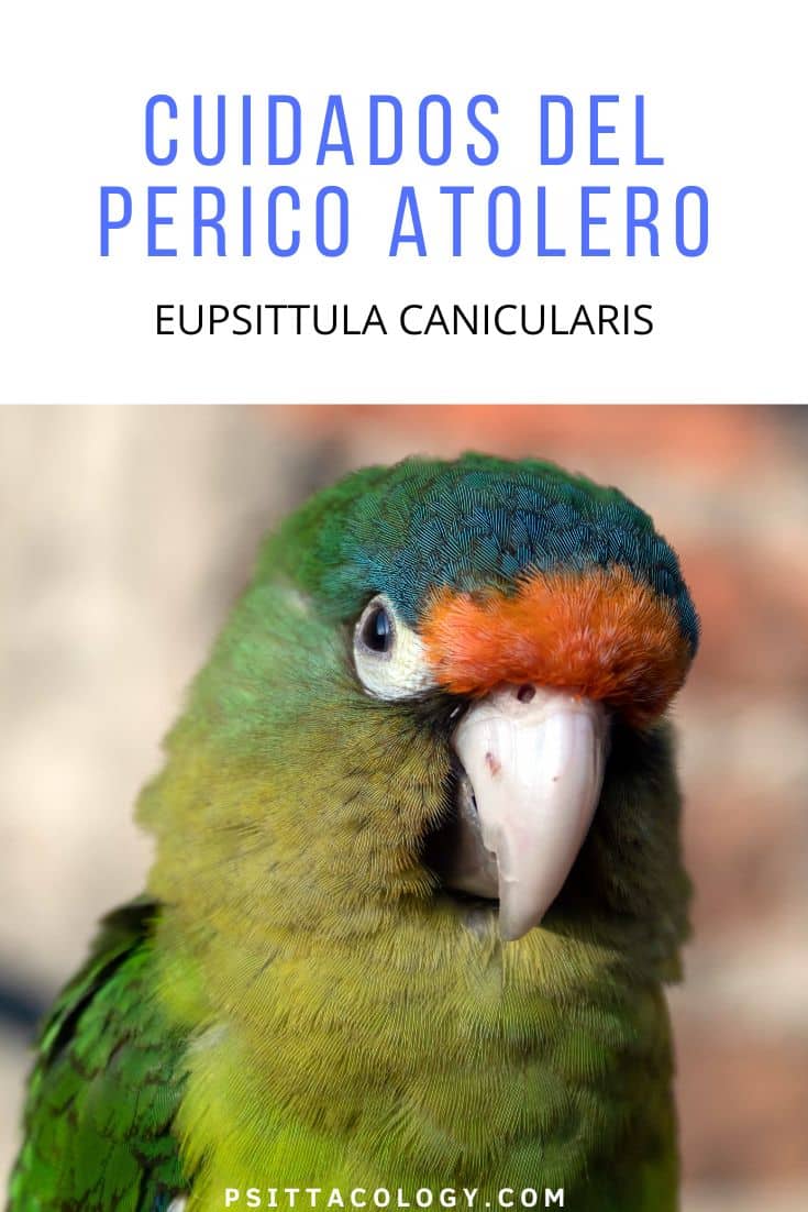 Eupsittula canicularis, también conocido como perico atolero.