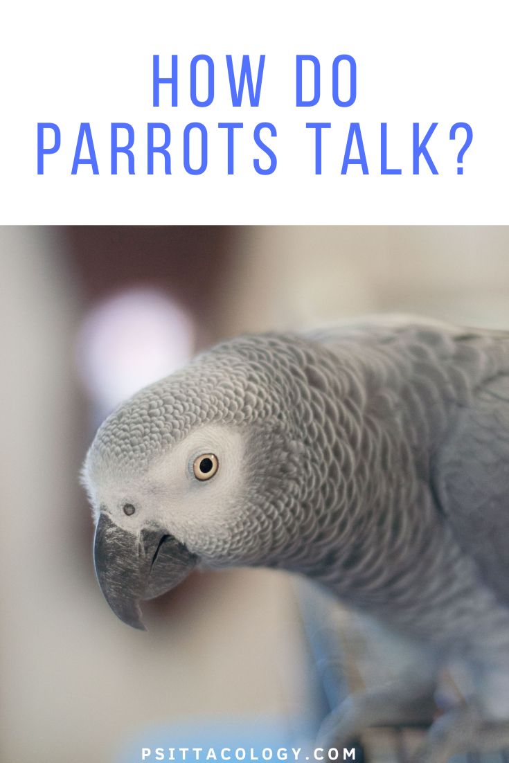 How Do Parrots Talk? - Psittacology