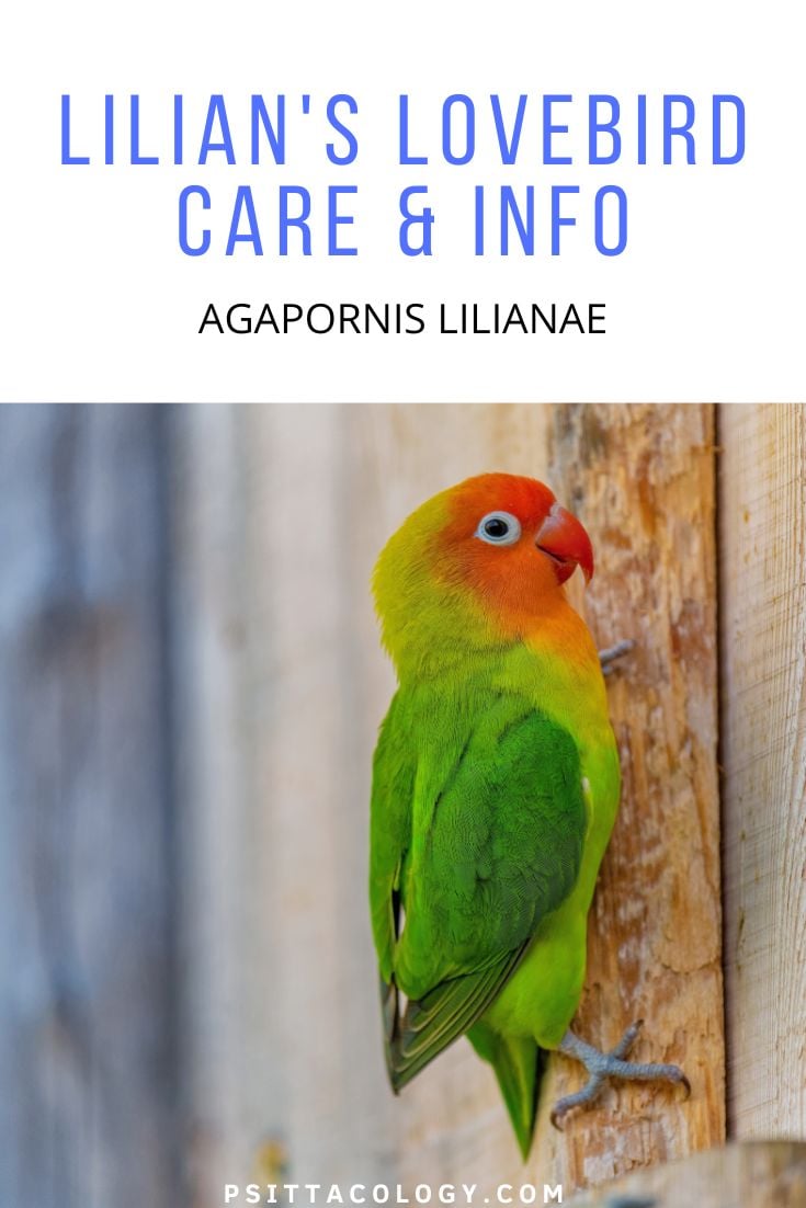 Agapornis lilianae parrot clinging to vertical wooden beam | Lilian's lovebird care & info