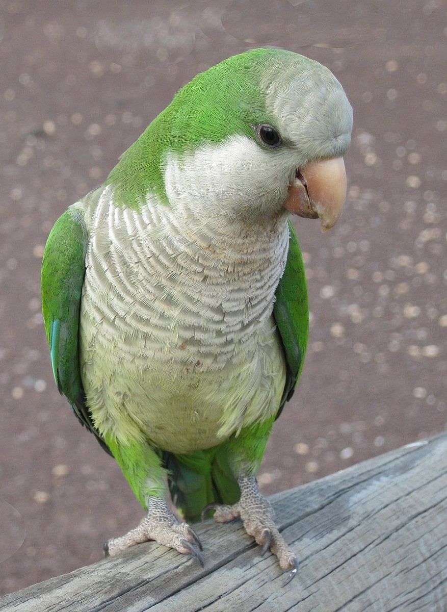 Perico monje, también conocido como cotorra argentina.