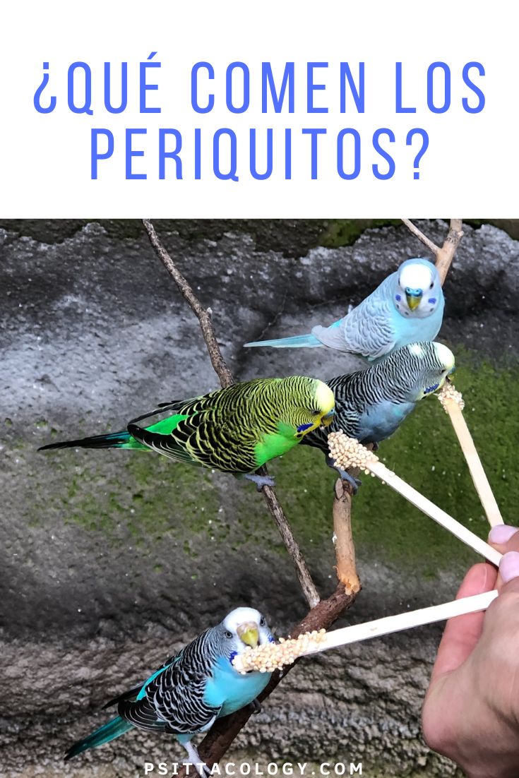 Cuatro periquitos comiendo semillas de palitos de madera.