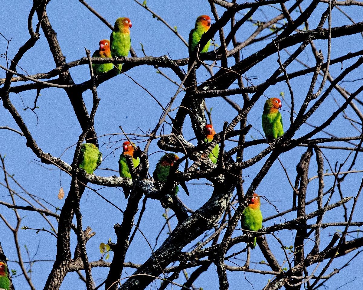 Loros silvestres Agapornis lilianae posados en un árbol.