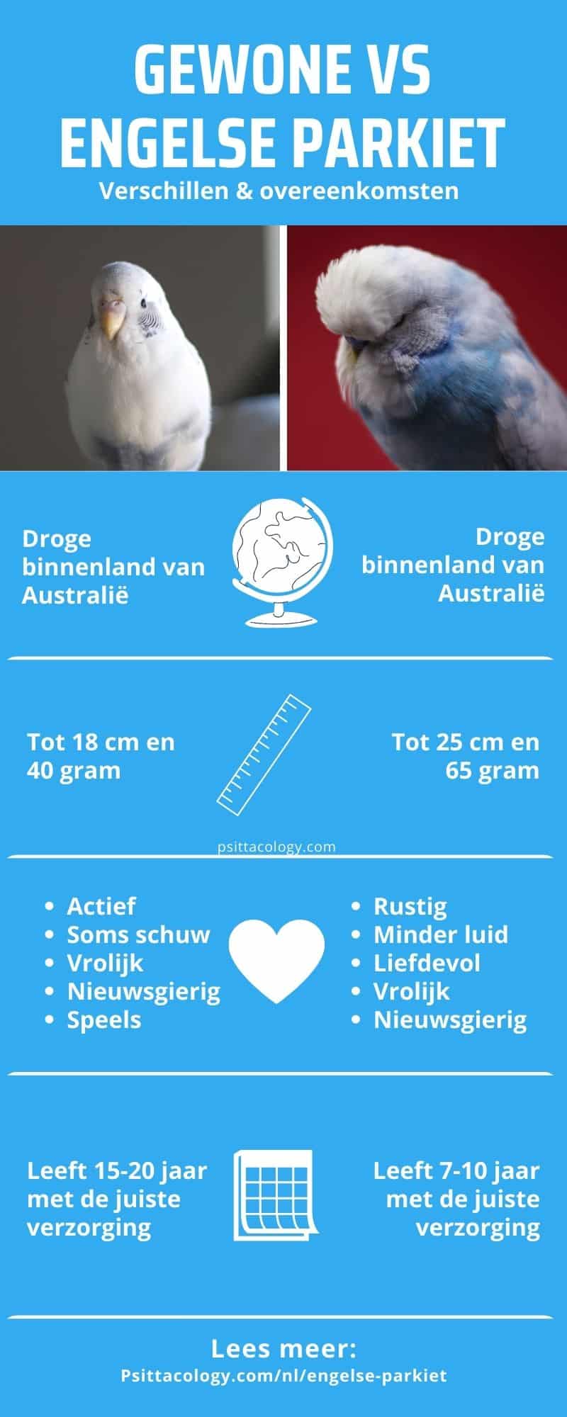 Infographic die het verschil tussen een Engelse en een gewone parkiet beschrijft.