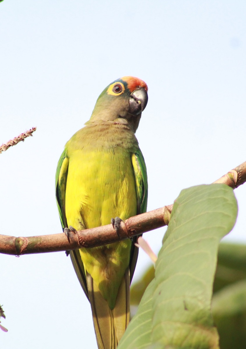 Peach fronted conure parrot in a tree.