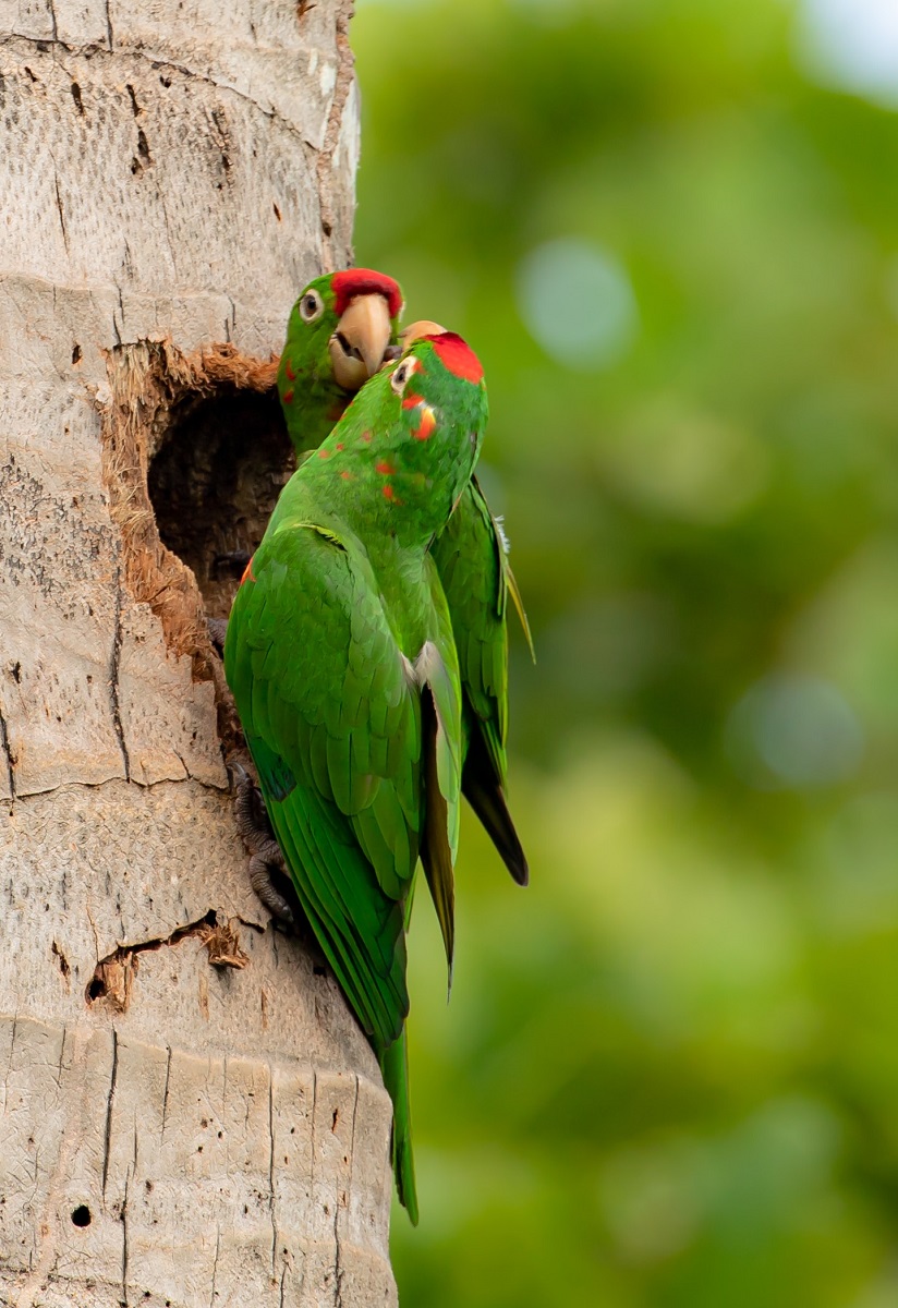 Psittacara conures interacting on palm tree stem. 