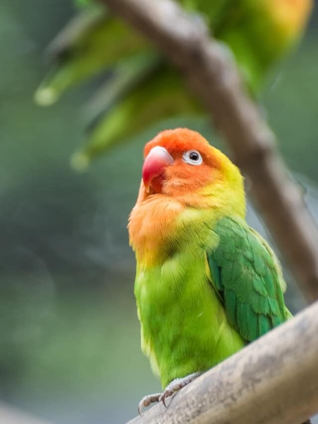 Parrot Spotlight: Lilian’s Lovebird