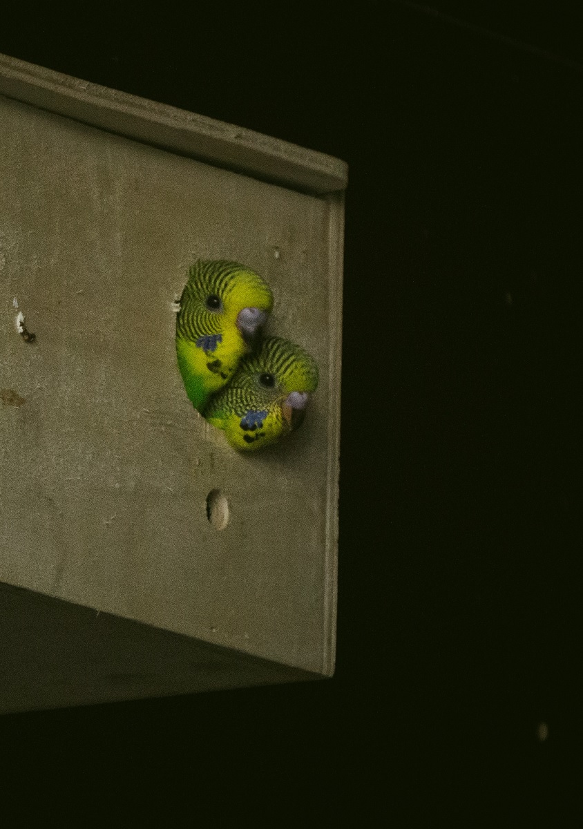 Baby budgie parakeets peeping out of their nest box.