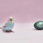 Male budgie on pink background with easter egg next to it.