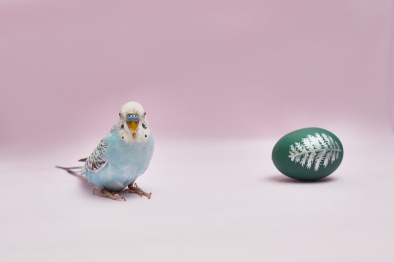 Psittacology Your guide to domestic parrots