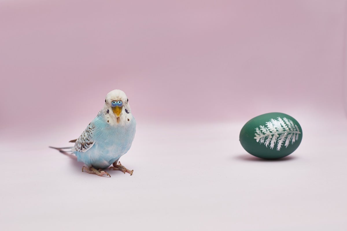 Male budgie on pink background with easter egg next to it.