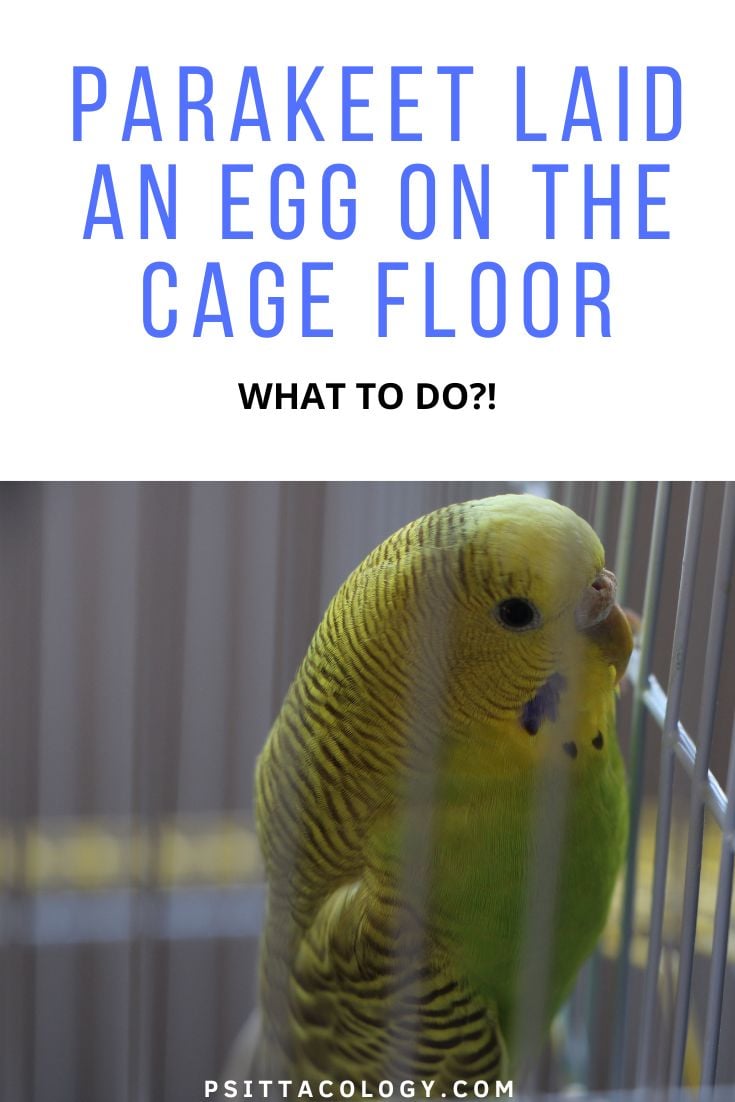 Image of yellow female budgie with text saying: "Parakeet laid an egg on the cage floor | What to do?!"