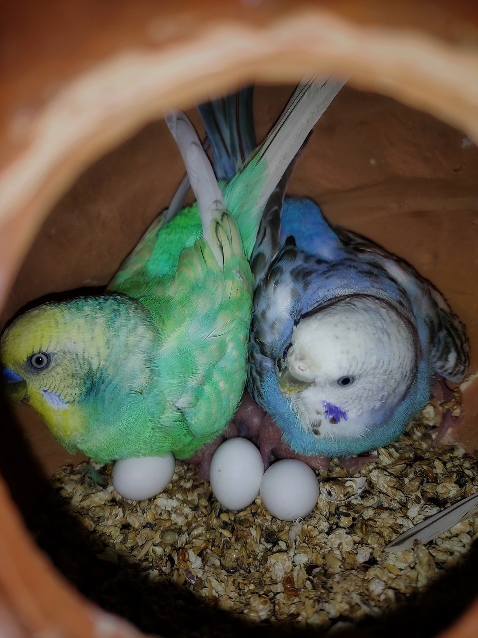 Male and female budgies in their nest box with eggs and young.