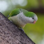 Green quaker parrot sat on tree branch