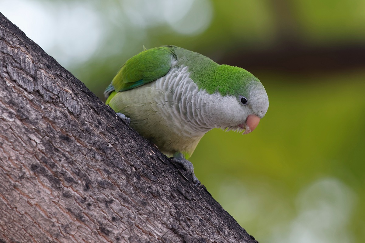 Green quaker parrot sat on tree branch
