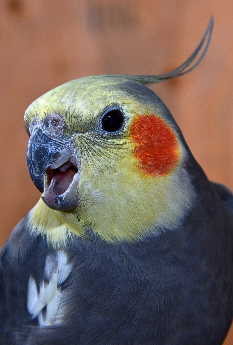 Male grey cockatiel taking threatening posture, about to bite.