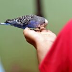 Blue budgie parakeet eating from someone's hand.