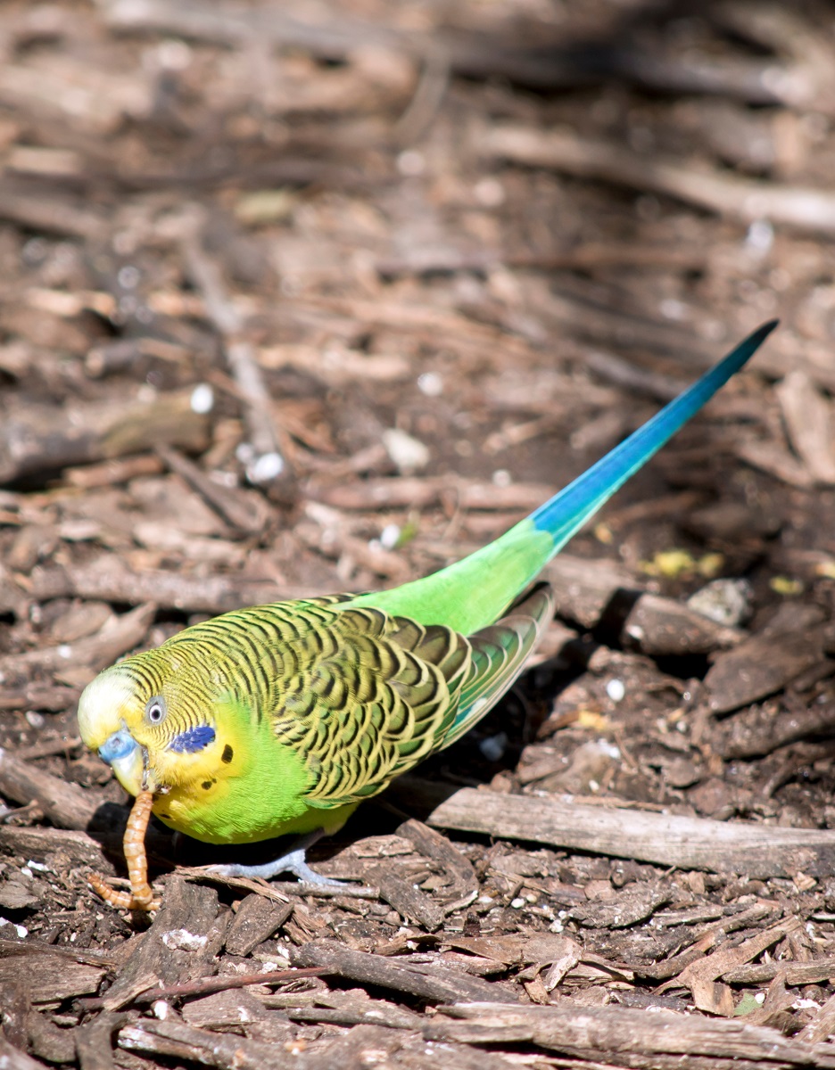 Green budgie parakeet eating a mealworm off the floor. 