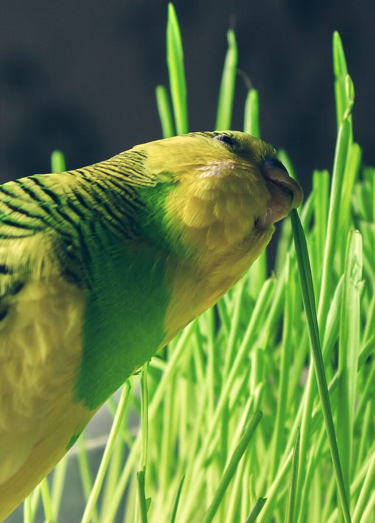 Photo inspiration: Fresh Look at What Can Budgies Eat 19 Budgie Snacks Already In Your
