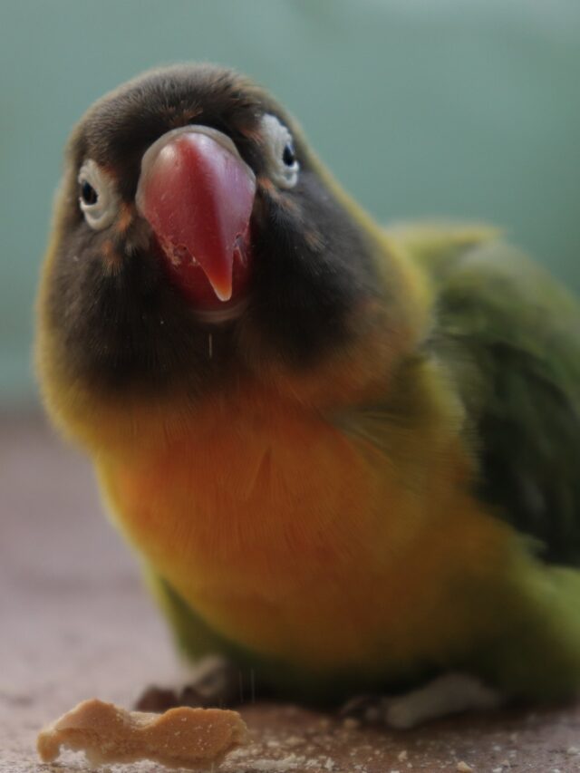 What Can Lovebirds Eat? 16 Household Foods For Your Bird Psittacology