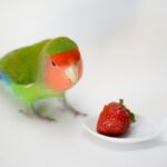 Peach-faced lovebird next to a strawberry.