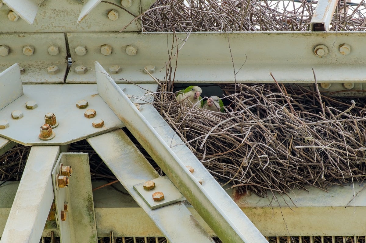 Quaker parrot nest in a transmission tower.