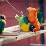 Yellow-collared lovebirds eating sweet potato.