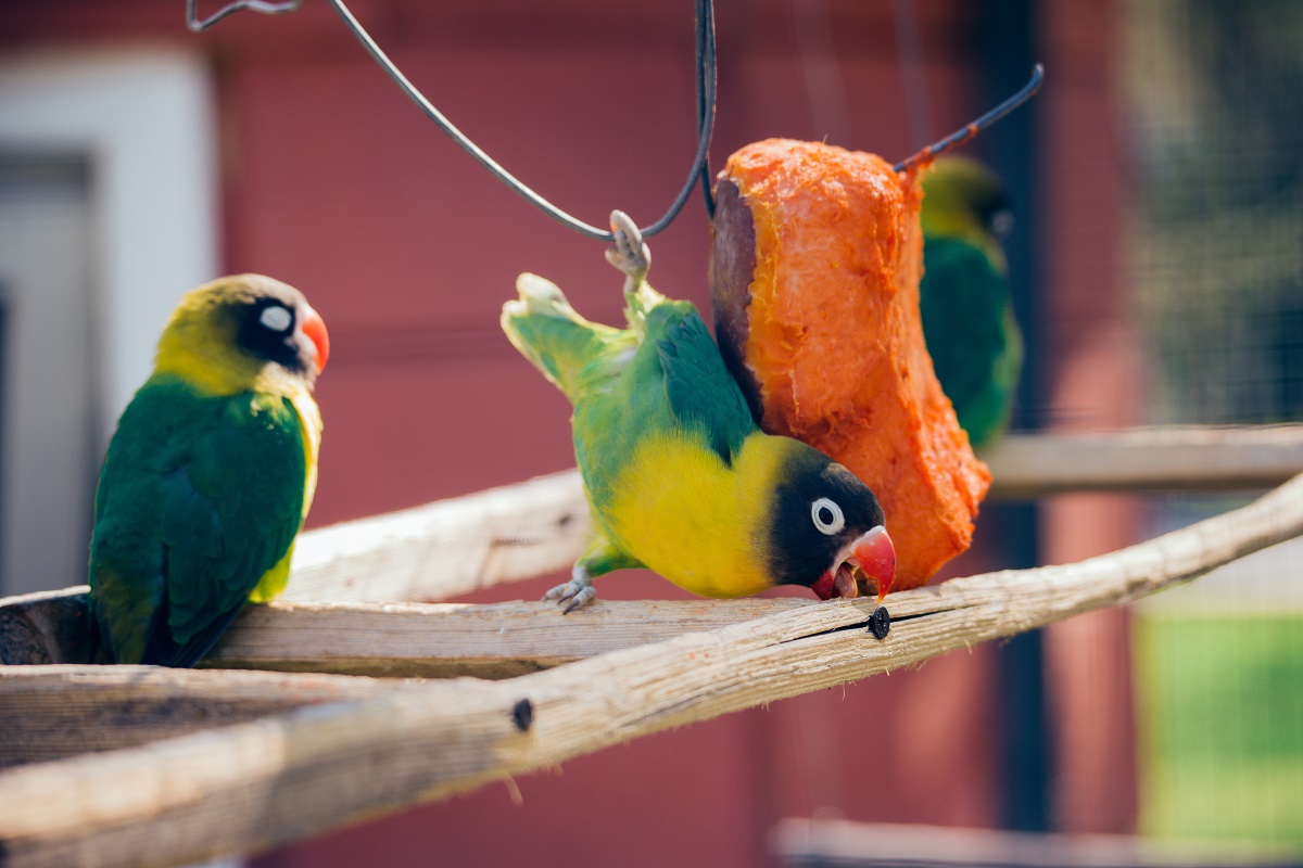 Yellow-collared lovebirds eating sweet potato.