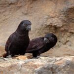 Black lory or Chalcopsitta atra pair