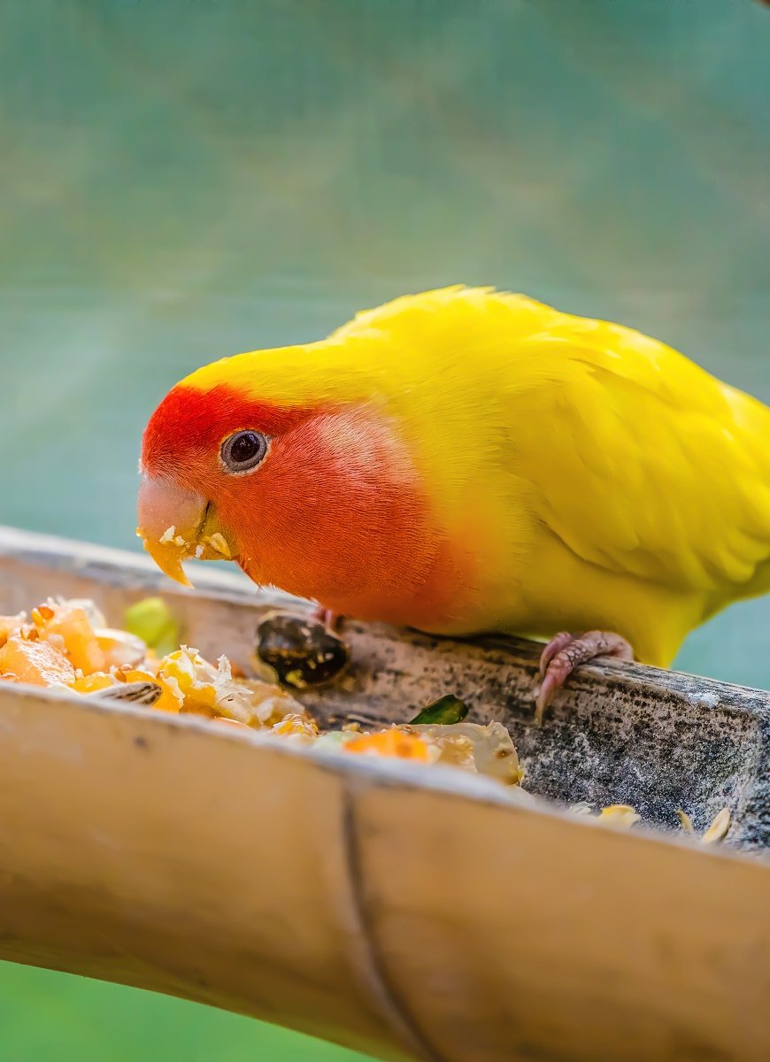 Lovebird sat on bamboo feeder eating fresh vegetables.