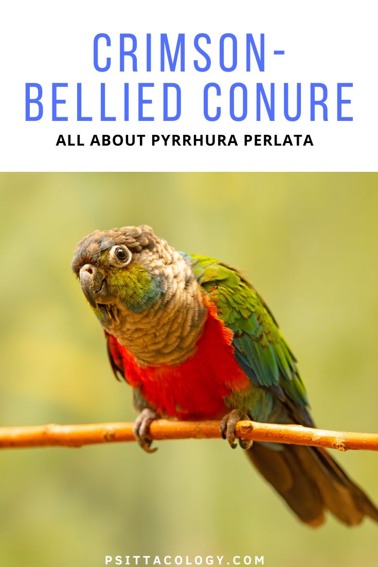 Portrait of colorful parrot with text above saying: Crimson-bellied conure | All about Pyrrhura perlata