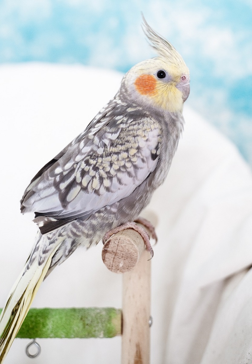 Cockatiel parrot with clipped wings.