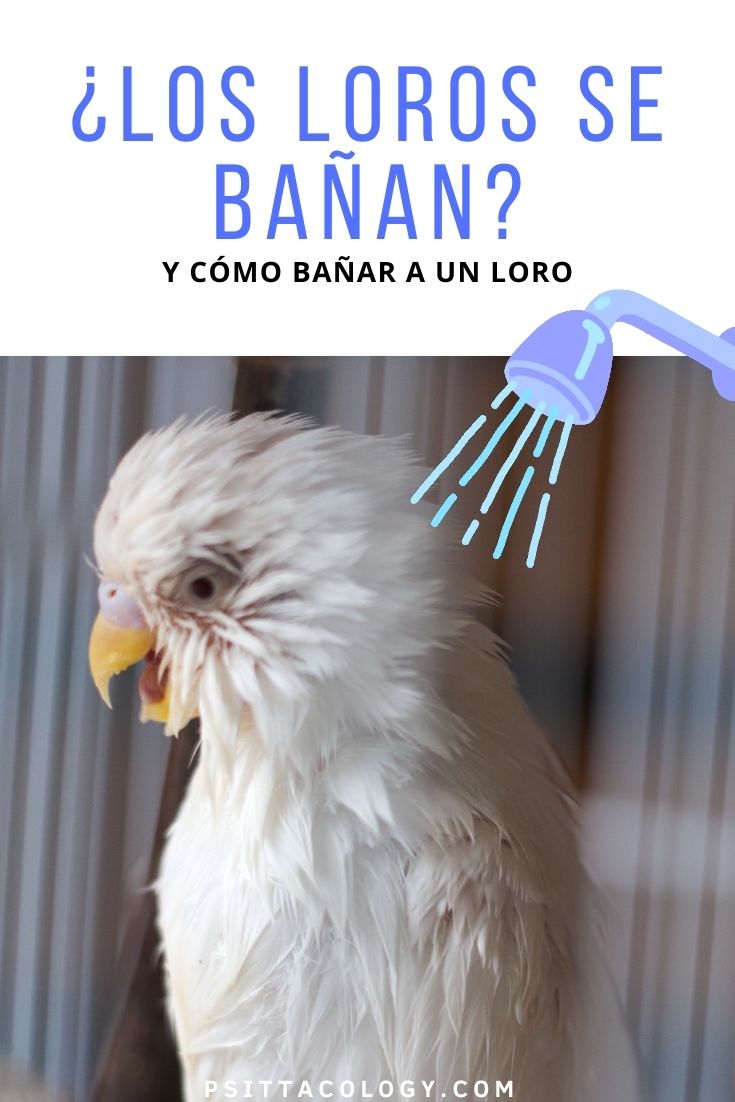 Periquito blanco mojado de un baño.