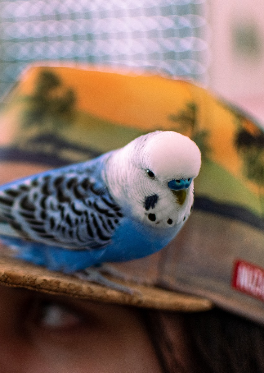 Budgie parrot (Melopsittacus undulatus), male