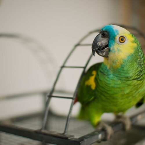 Curated visual reference: Urban Parrot Safety Tips Reference: 18 Parrot Safe Houseplants For Your Urban Jungle